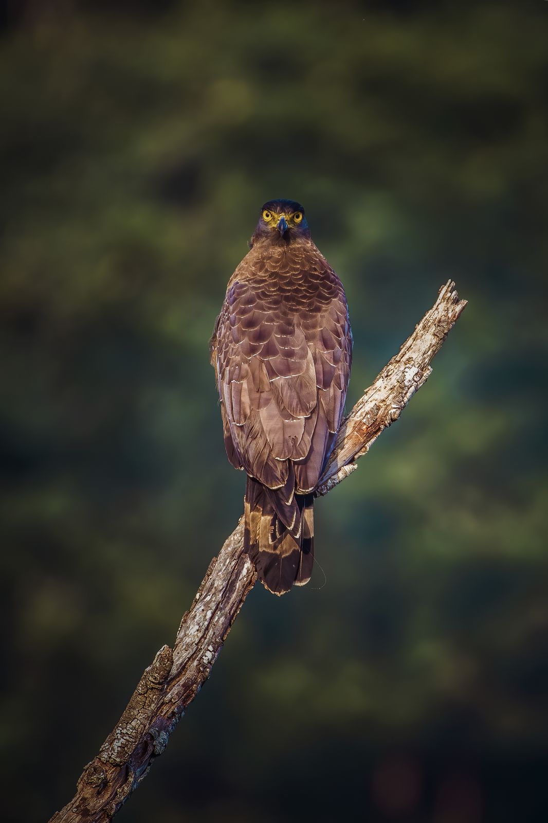 creseted serpant eagle (3)